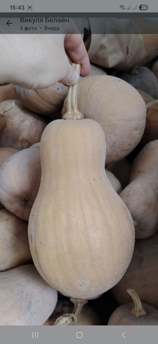 Продам мантную тыкву