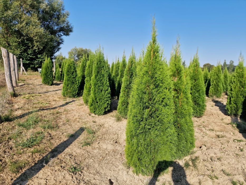 Tuia smaragd ( thuja ) calitate extra