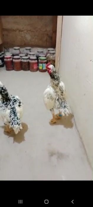 Ко шамо мрамир 2 та товукча сотилади Самаркандда