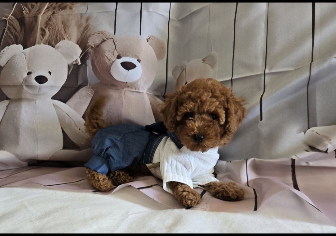 Пудел той Poodle toy с родословие момиче