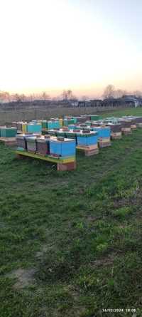 Vând familii albine Iași