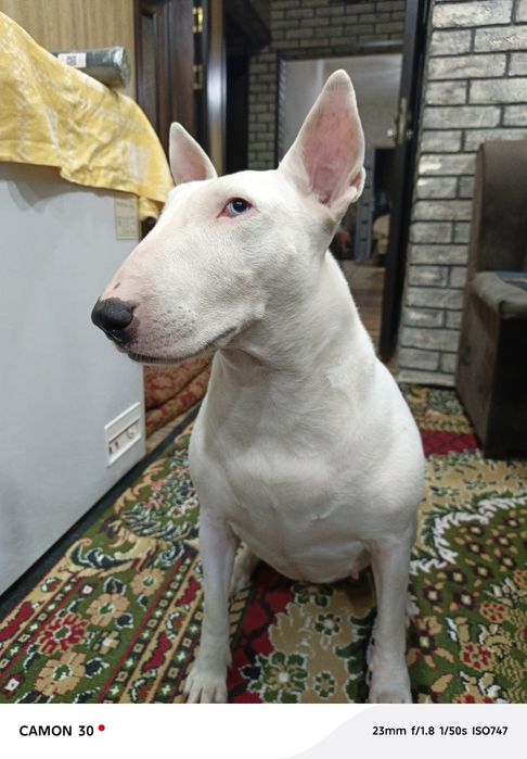 Щенки бультерьера