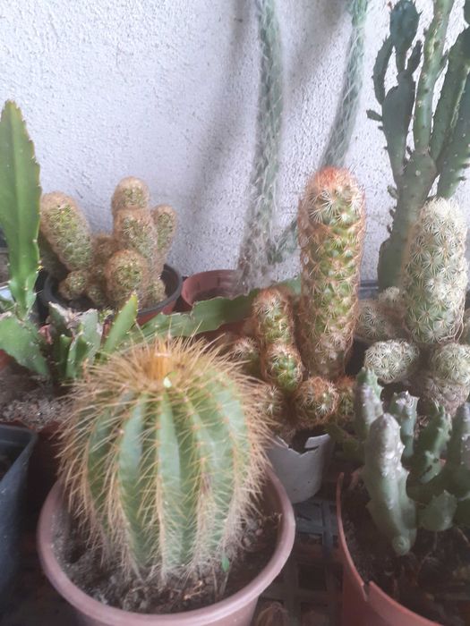 Cactuși diferite soiuri