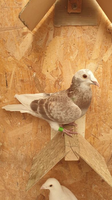 Ocazie! Vand 4 masculi voiajori de concurs cu origini foarte bune!