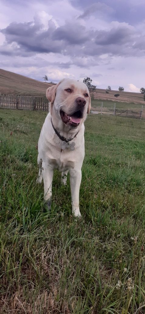 Caine labrador golden