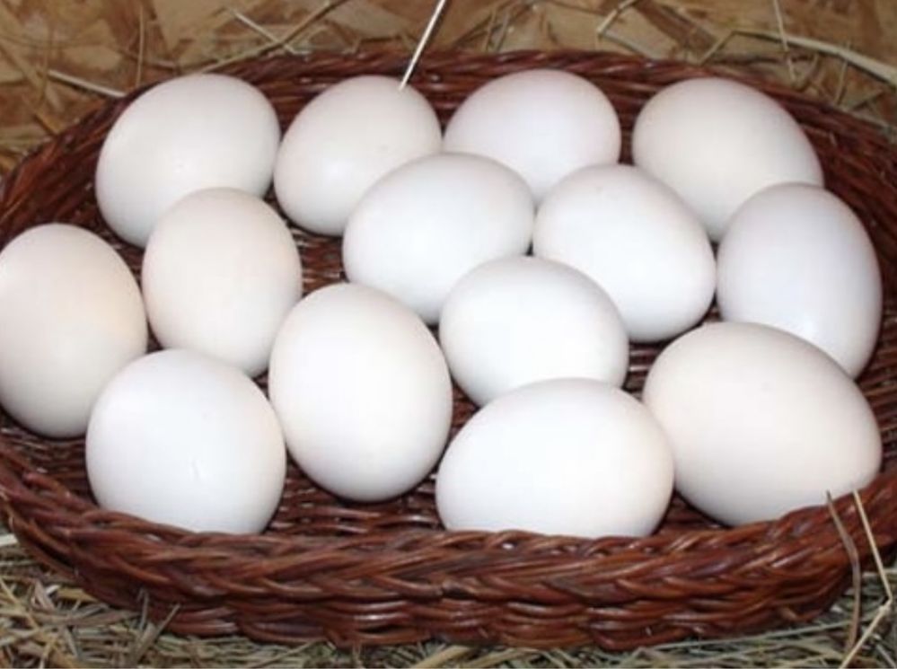 Продам домашнее куриное яйцо