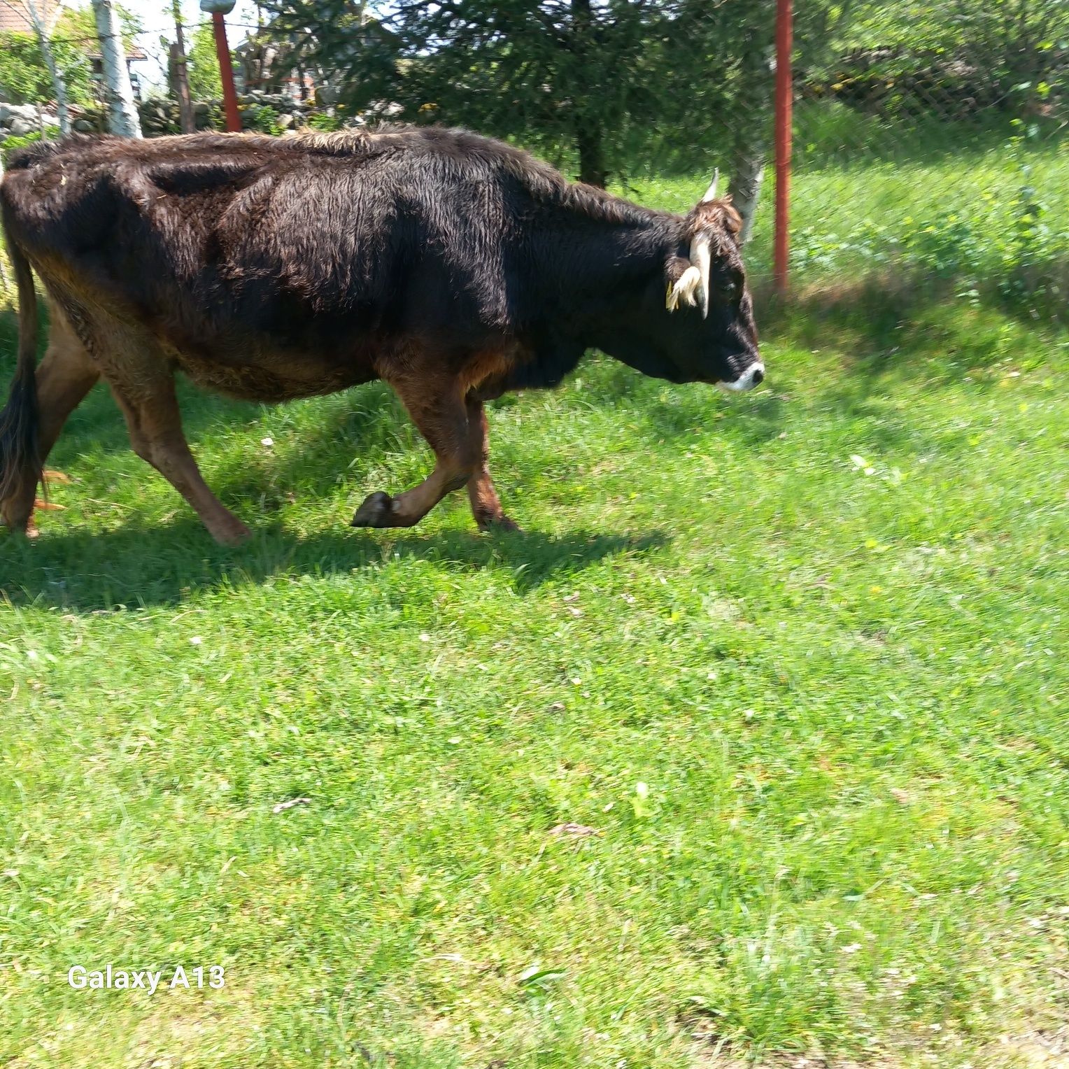 Vând vaca și juninci