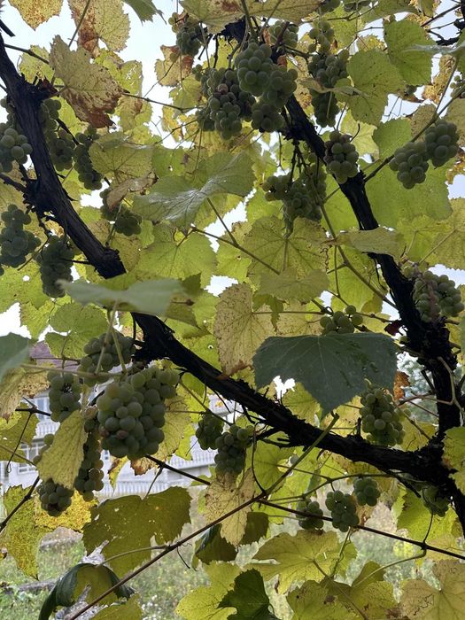 Struguri pentru vin