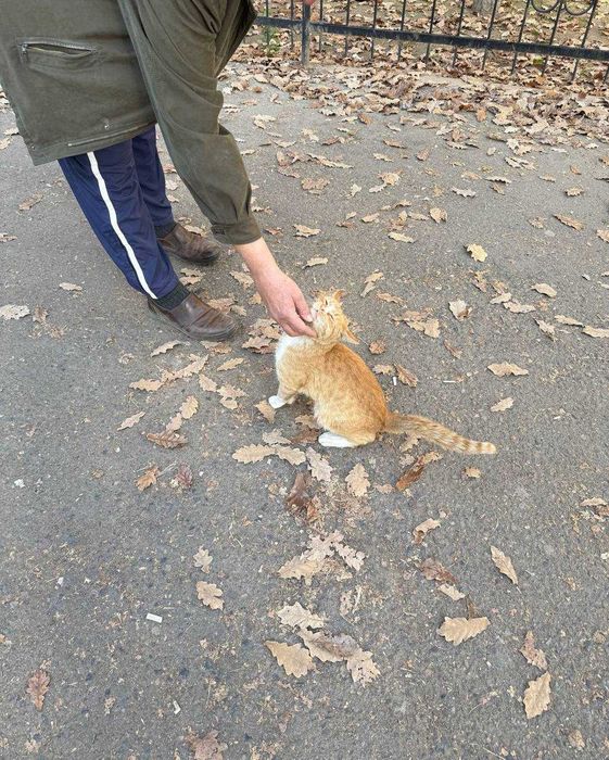 Пристраиваю котика (мальчик) в добрые руки