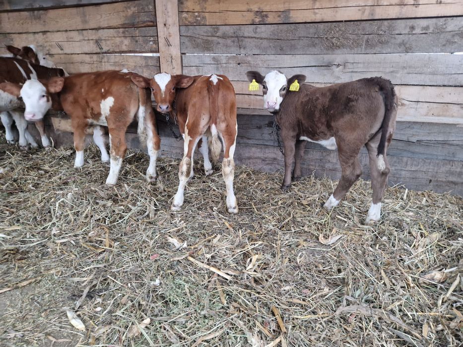 Vand 6 bucati frumosi