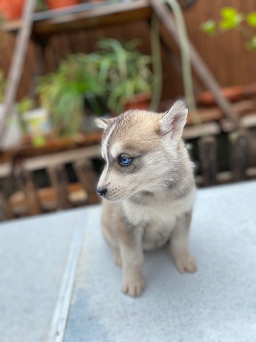 Femela husky siberian, exemplar deosebit!