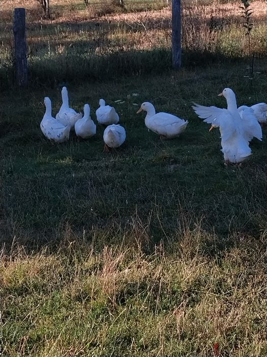 Vînd două rațe și un rătoi sau schimb