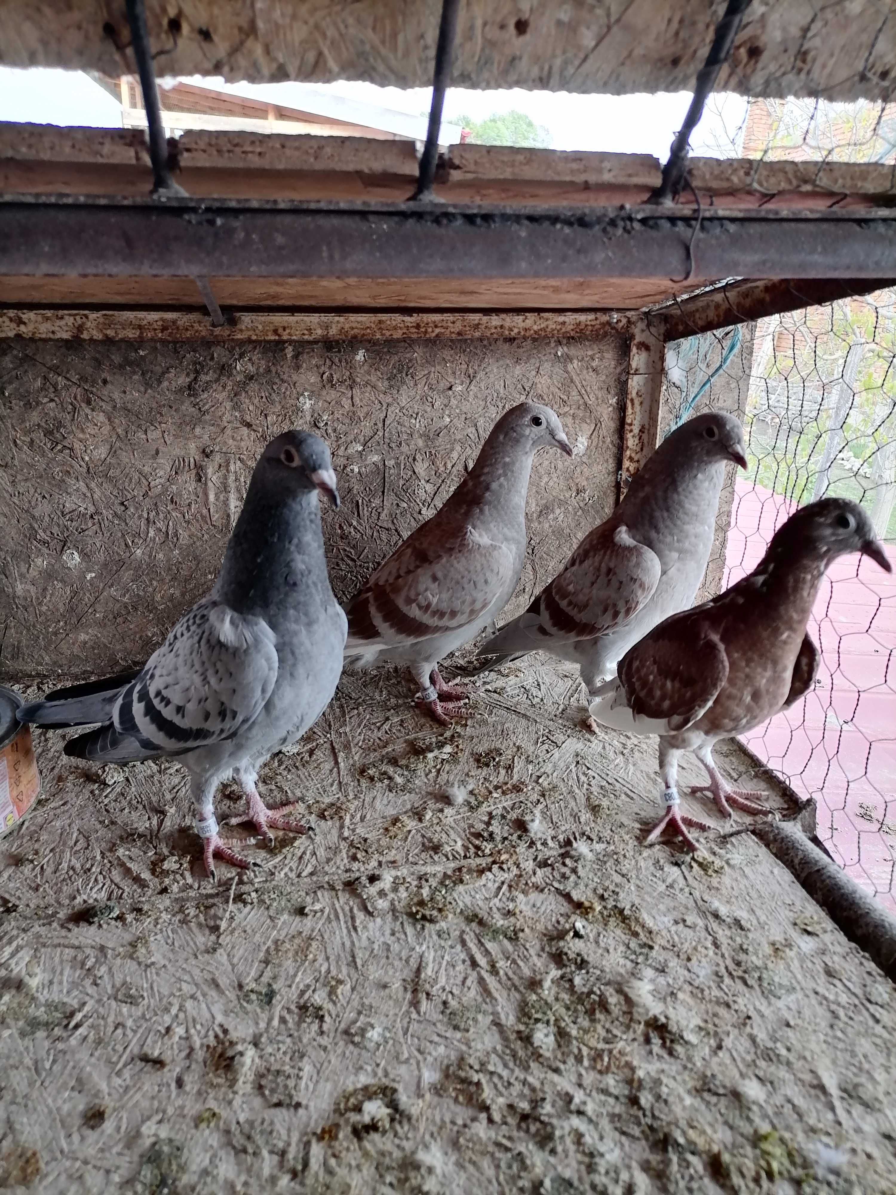 Vând porumbei maturi și pui neieșiți la zbor