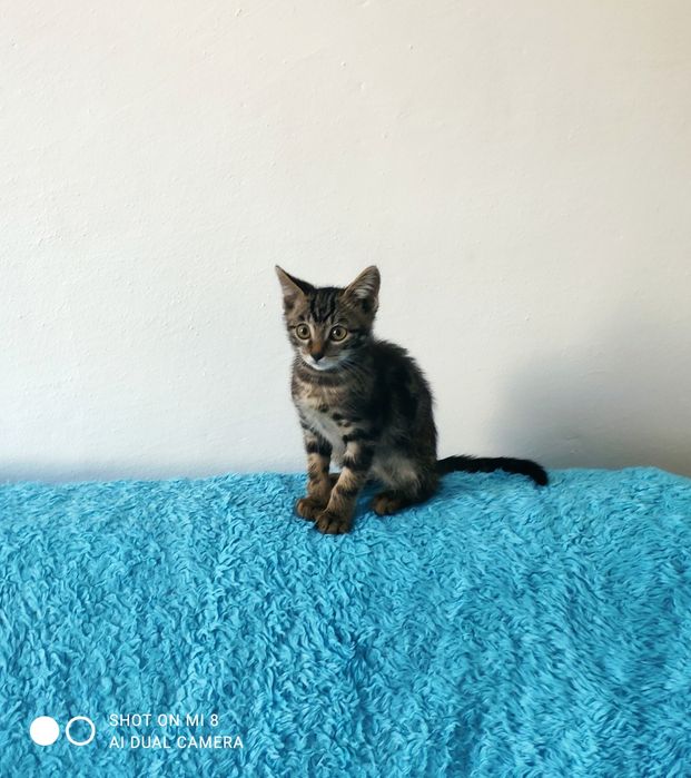 Отдается котенок