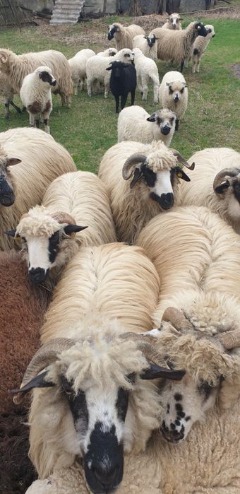 Vand  oi gestante  turcane tinere