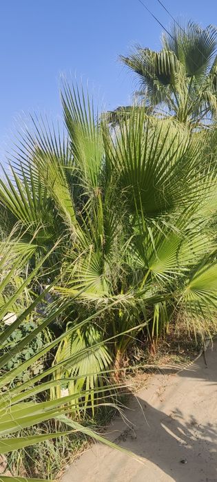 Palma kõchatlar sotuvda