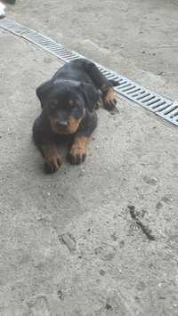 Vand pui rottweiler