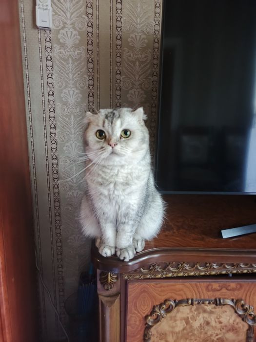 Скотиш фолд серебристая шиншилла