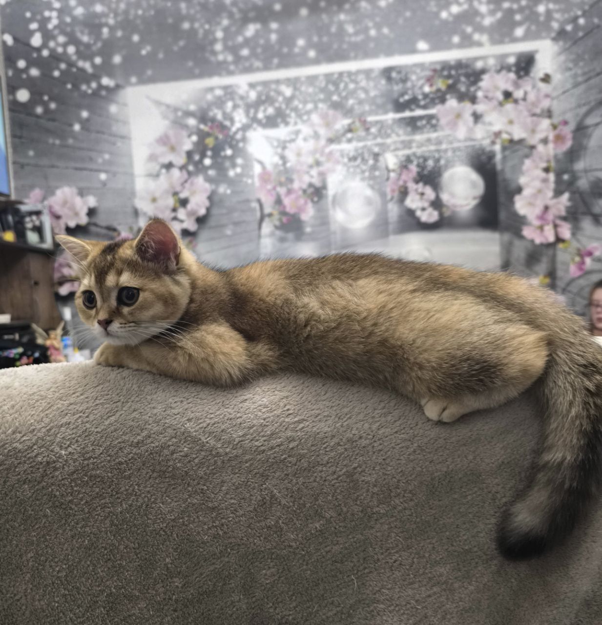 Котенок шотландские скоттиш-страйт