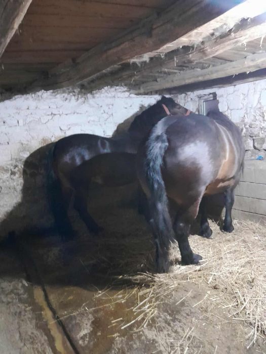 Vând 2 iepe gestante