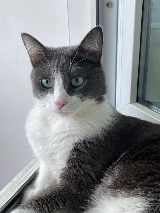 ИЩУ КОТА (пропал в районе Заречного и Ботанического сада)