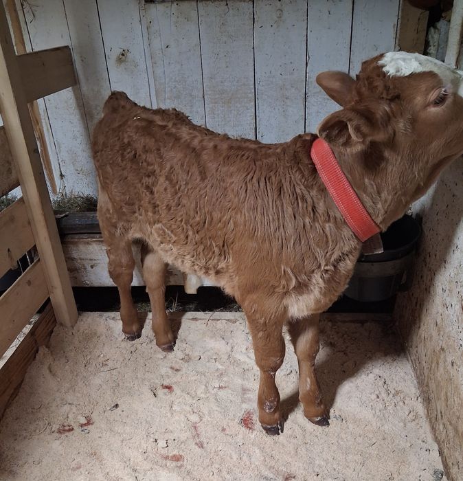 De vânzare tauras baltat