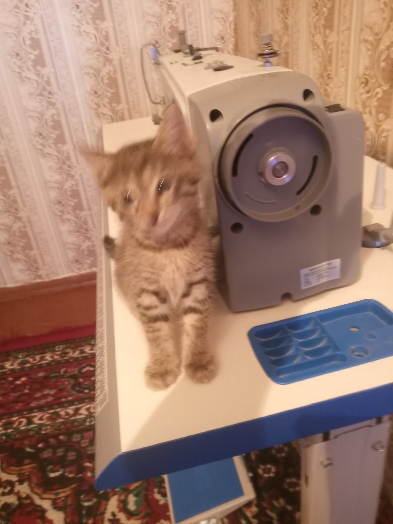 Бесплатно катята в добрые руки
