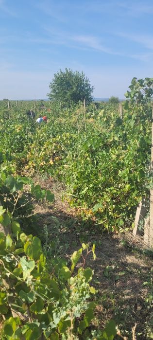 Vând struguri de vin