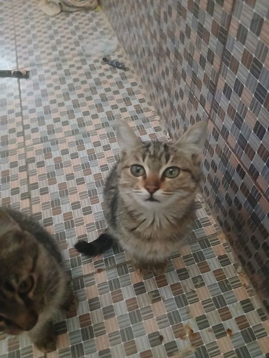 Mushuk bervoramiz bepulga