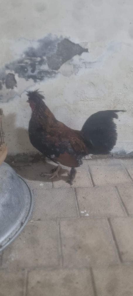 Yapon tovuq xoʻrozla sotiladi