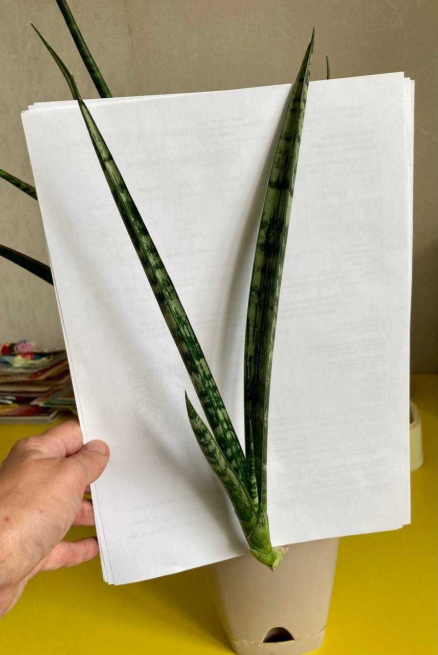 Коллекционные сансевиерии Sansevieria Comet Parrot, Crocodile Rock др