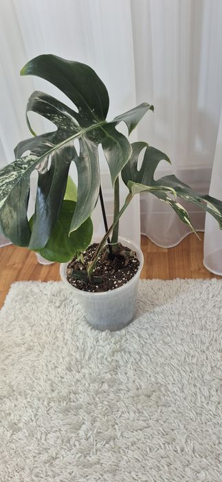 Monstera albomarginata/plante apartament/philodendron