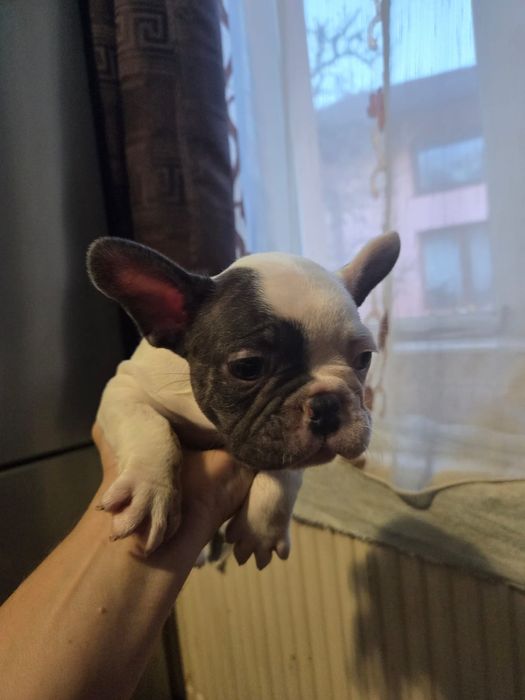 Vănd cătelusi Buldog Francez rasă pură
