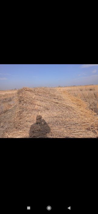 Qamish,Yekan,Qildir сотилади доставка текин