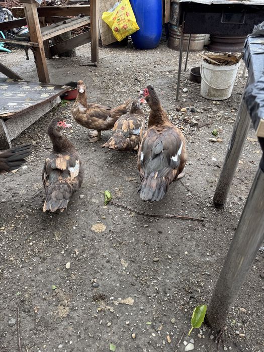 Familie de rate lesesti