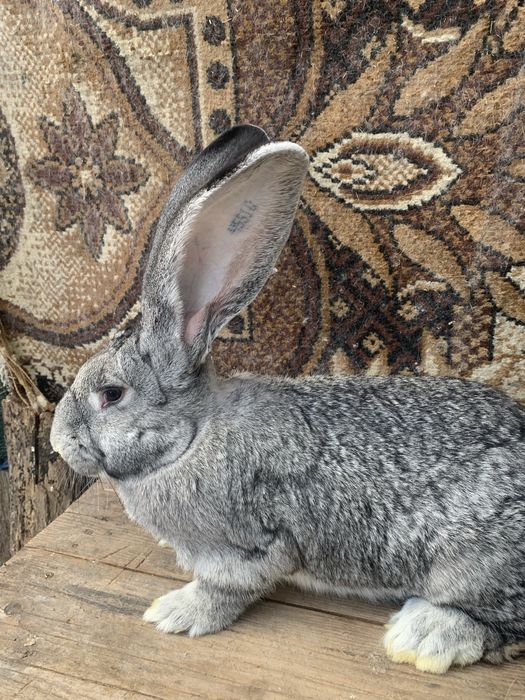 Urias german chinchila