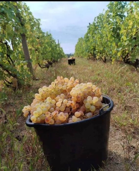 Vand struguri de vin