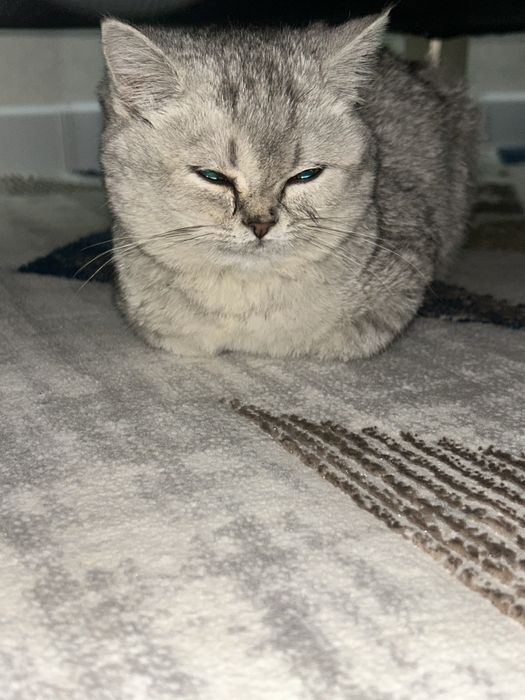 Продаю котенка британскую короткошерстную  девочка