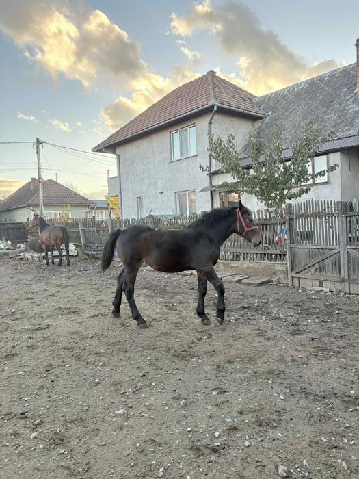 Mânză de 7 luni de vânzare