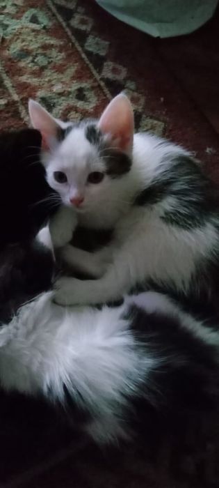 Отдам котят в добрые руки