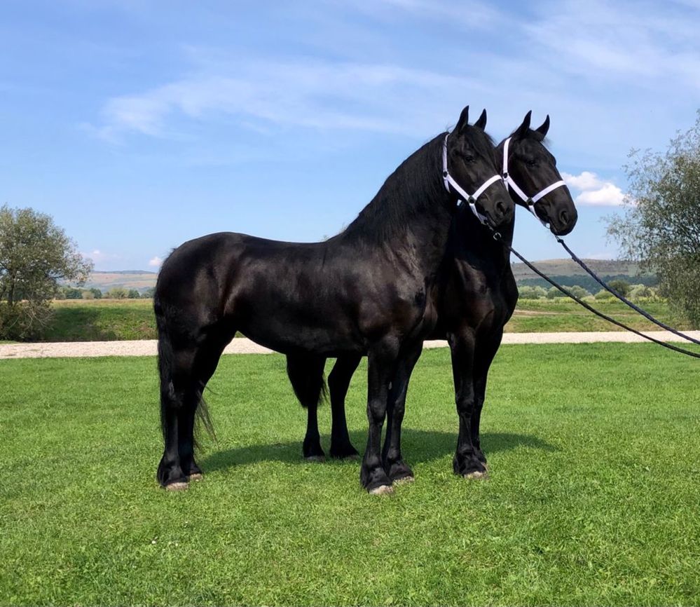 Iepe Friesian pereche Frizian Echitatie trasura calarie