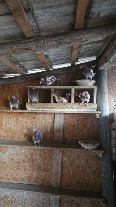 Vând masculi voiajori