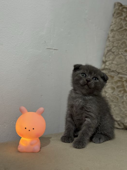 Motănel Scottish Fold