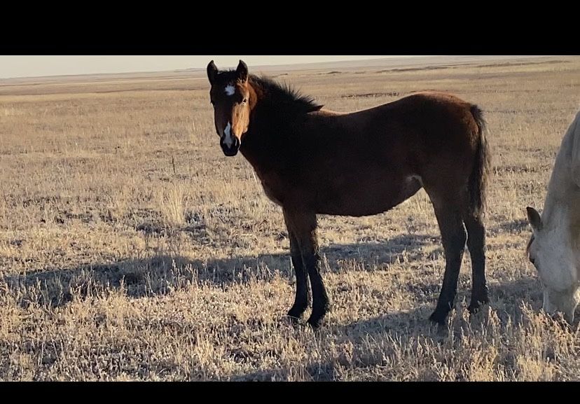 Продам жабағы 8 бас