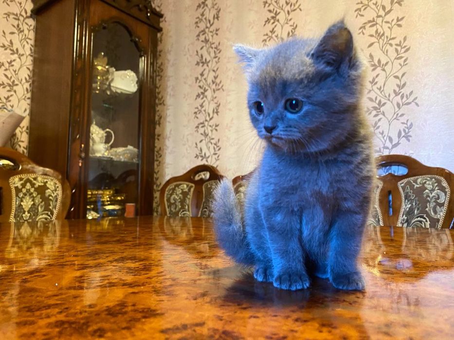 Skottish Fold . Mushukcha