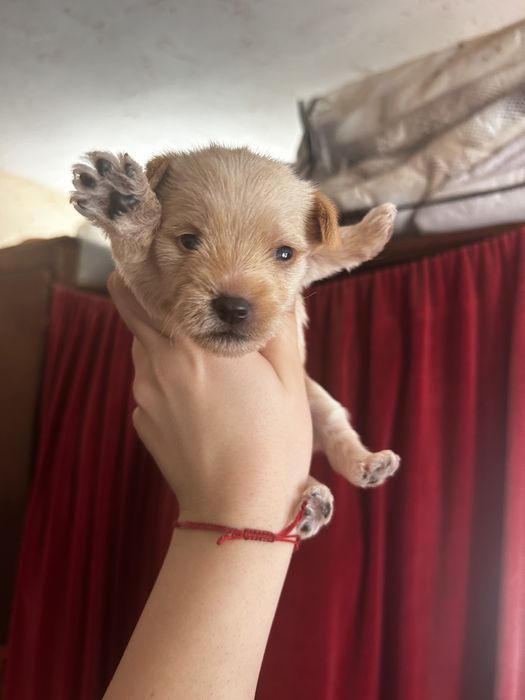 ПОДАРЯВАМ кучета 2 женски 2 мъжки