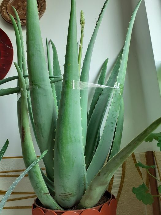 Aloe vera Barbadensis Mille,70 cm înălțime, peste 6 ani, boboc floare