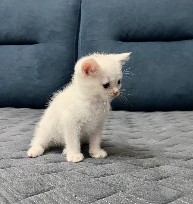 Отдам котят в хорошие руки