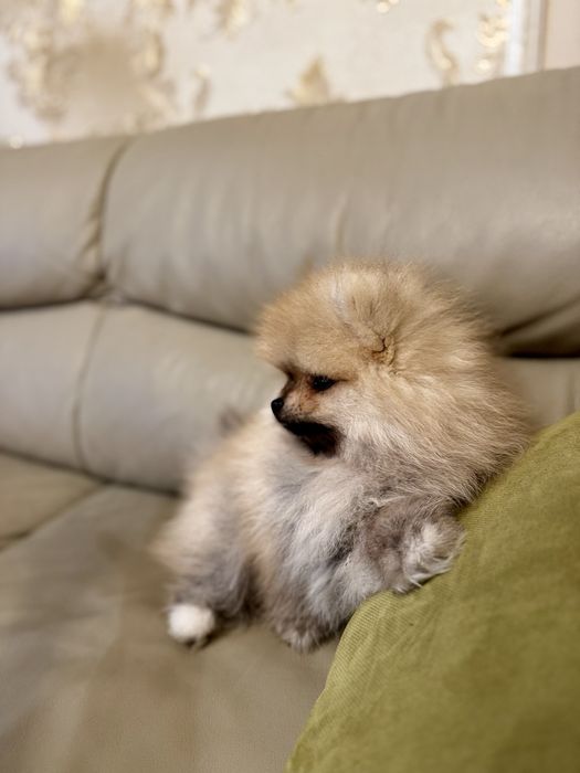 Померани - Мъжки