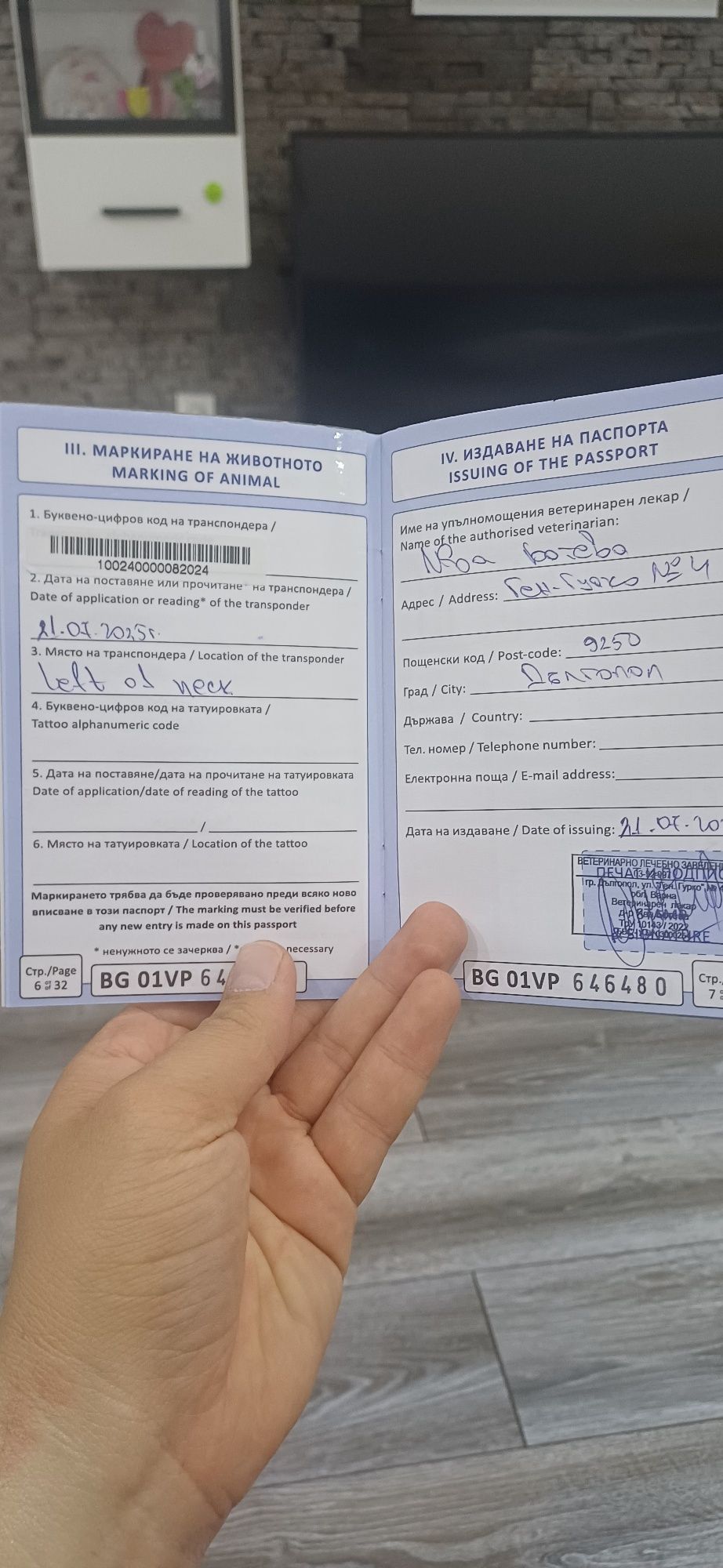 Чихо пинчер  на три месеца